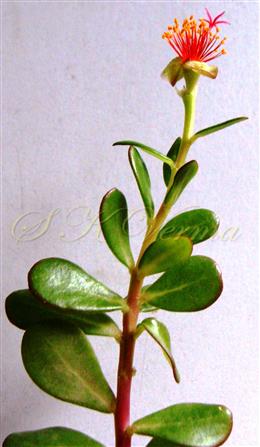  Branch with a flower (petals removed)